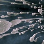 Spermien verbessern und mehr Sperma produzieren