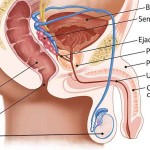 Anatomie des Mannes, Samenerguß